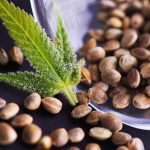 What to Expect When You Buy Cannabis Seeds Online: Shipping, Quality & More