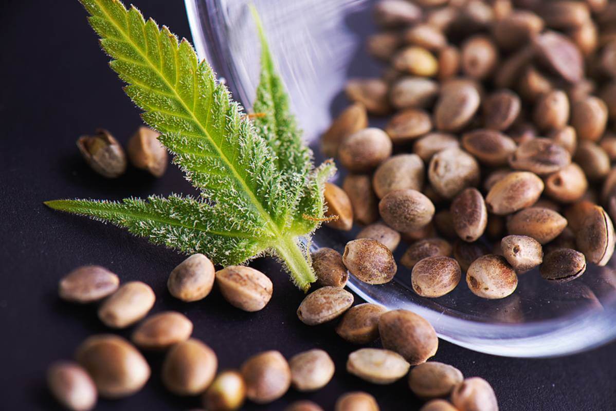 What to Expect When You Buy Cannabis Seeds Online: Shipping, Quality & More